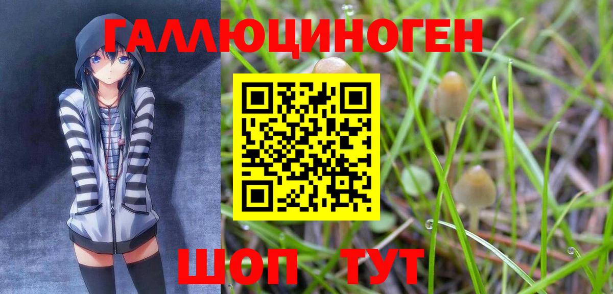 Славгород  Псилоцибиновые грибы Psilocybine cubensis  Вход с VPN 